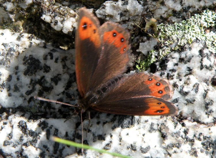 Potrebbe essere  Erebia aethiops?